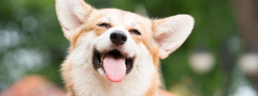entrenamiento de un corgi feliz