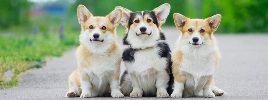 fotografia con tipos de corgis