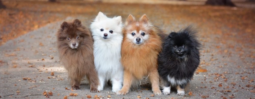 tipo de razas y clases de cachorros pomerania