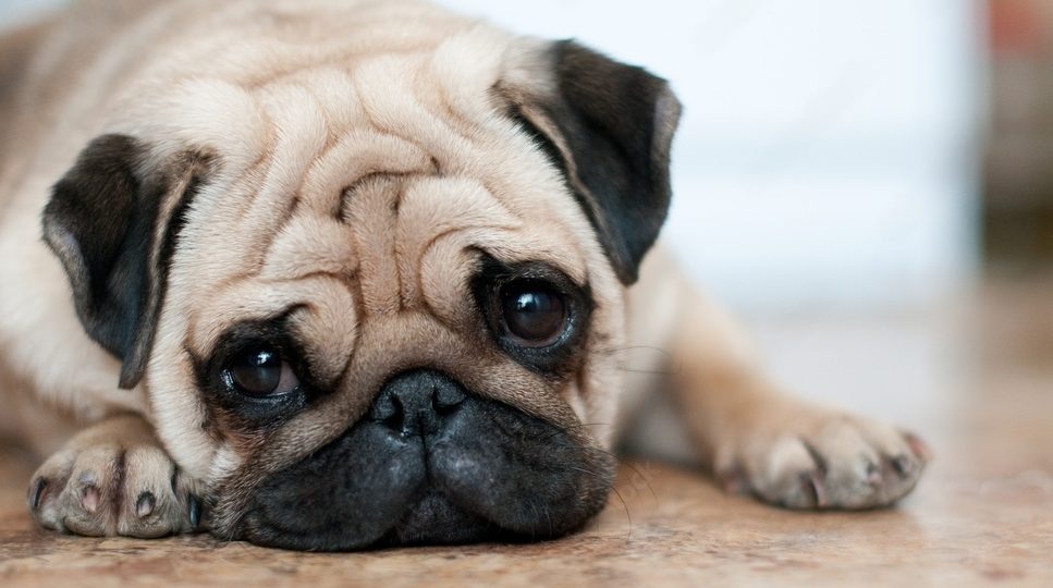 adorable perrito pug carlino