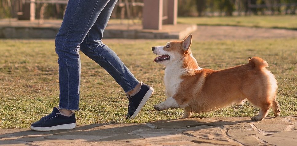 corgi paseando por jardines
