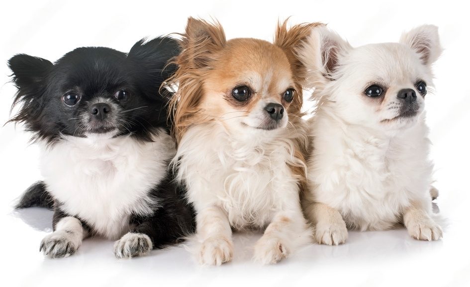 raza de perros chiguagua negro, golden y vblanco